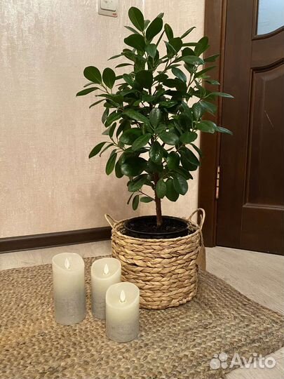 Фикус Макломе