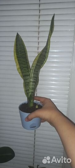 Сансевиерия сортовая