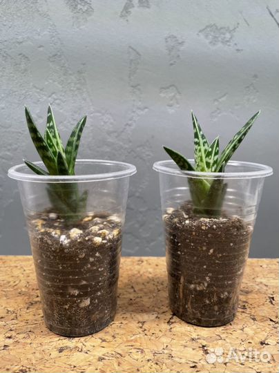 Стапелия, Алоэ пестрое