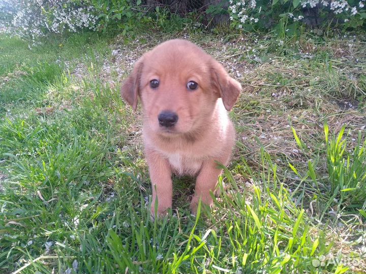 Аля-лабрадор