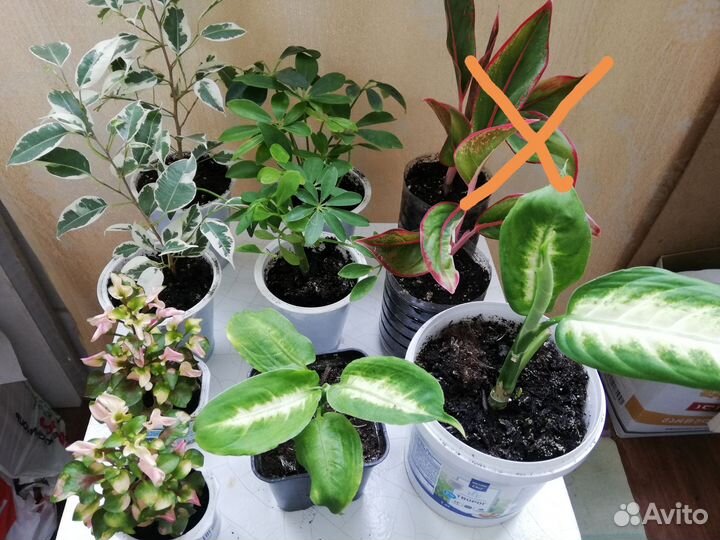 Комнатные цветы