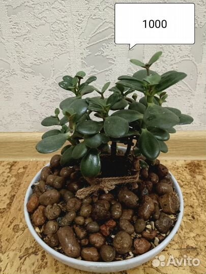 Толстянка, денежное дерево, крассула