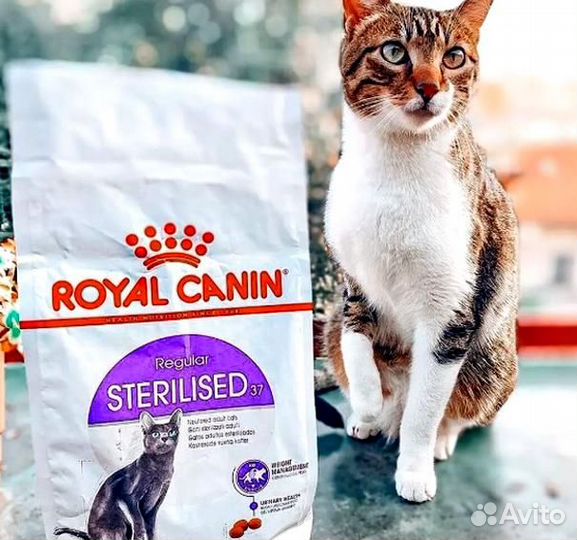 Kорм для кошек royal canin Royal Canin сухой корм