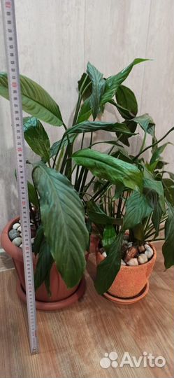 Комнатное цветущее растение Спатифиллум