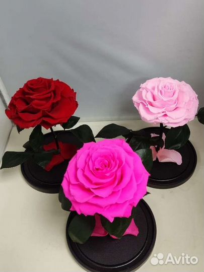 Роза в колбе