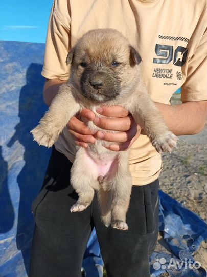 Отдам бесплатно щенки