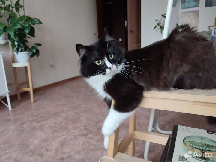 Передержка кошек на время отпуска