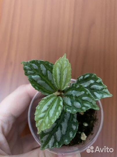 Эпипремнум, пилея