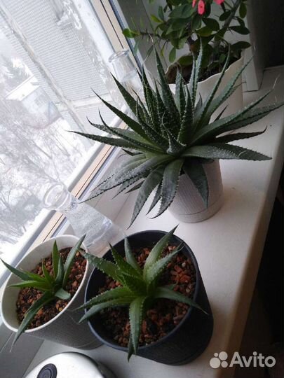 Алоэ остистое