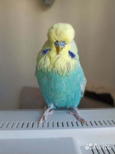 Выставочный волнистый попугай чех