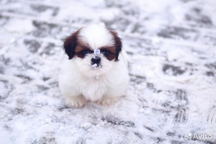 Любовь с первого взгляда