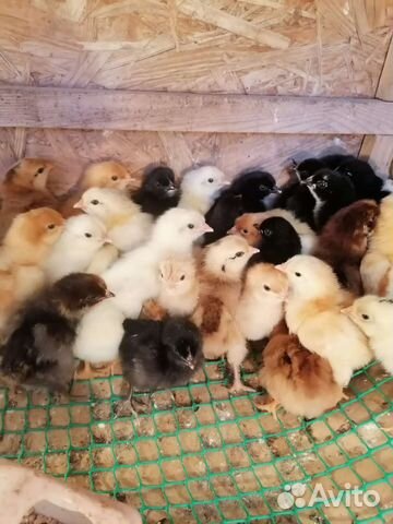 Гусята. Утята. Муларды. Цыплята