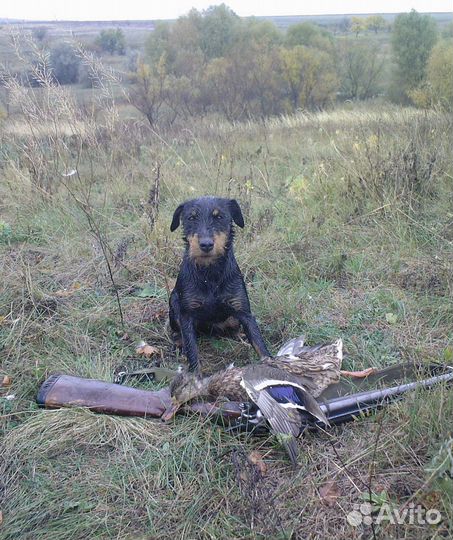 Натаска охотничьих собак