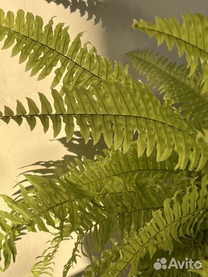 Папоротник, нефролепис блонд