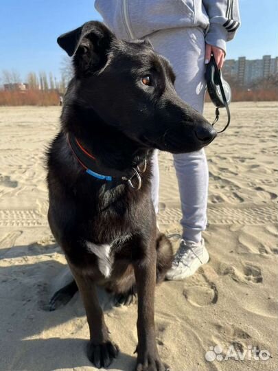 Собака для охраны