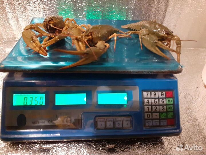 Живые раки розница