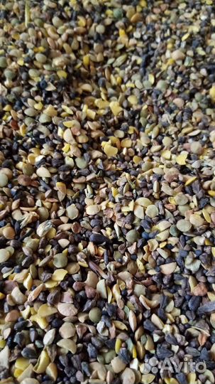 Отходы чечевицы