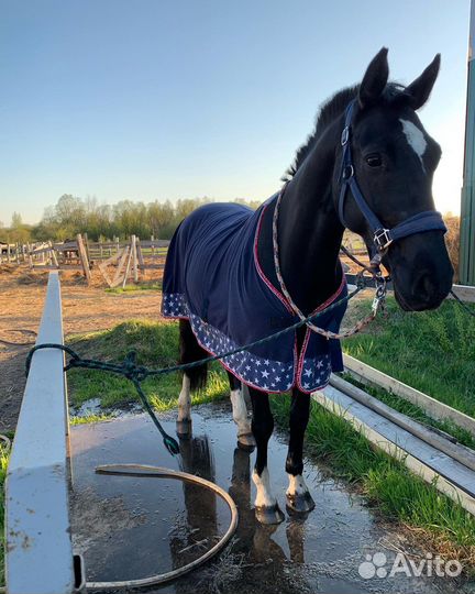 Конь под любителя