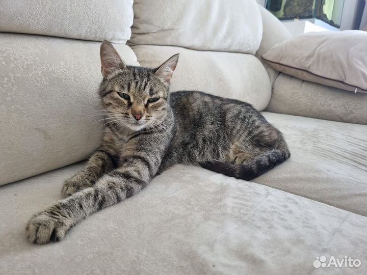Отдам котенка в добрые руки