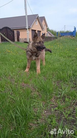 Кобель 3 мес