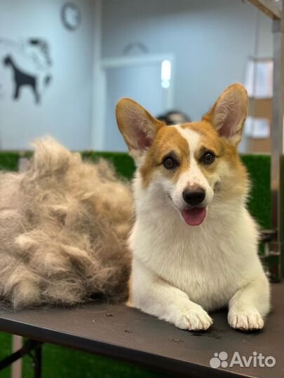 Стрижка собак, экспресс-линька собак и кошек