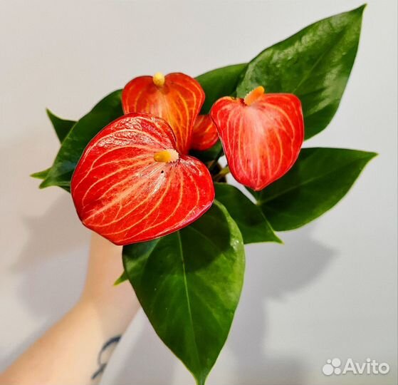 Антуриум ливиум Ред рубин d9 новинка