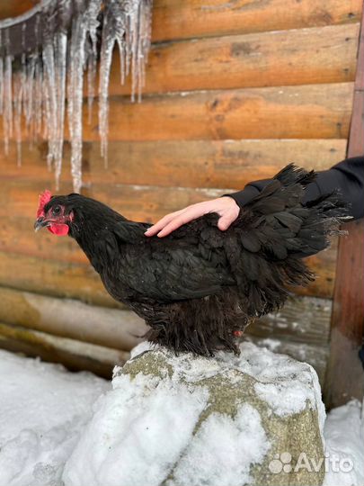 Джерсийский гигант. яйцо