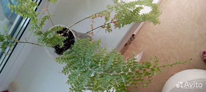 Папоротники, птерис, адиантум