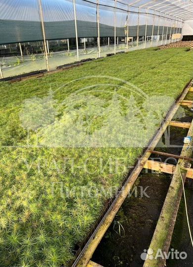 Предзаказ Горная сосна Мугус зкс сеянцы