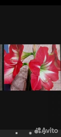 Цветы комнатные