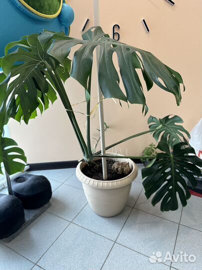 Монстера большая
