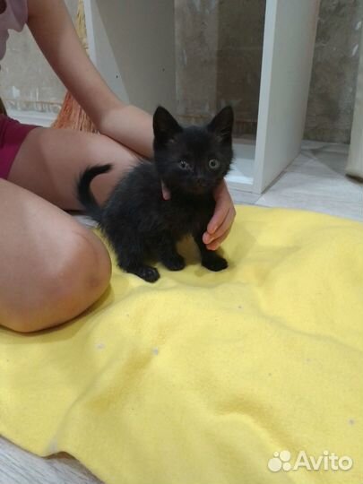 Котята в добрые руки мальчики
