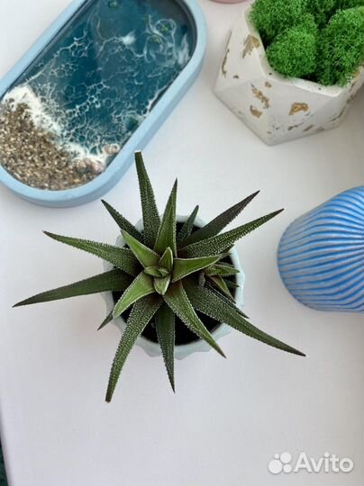 Суккуленты хавортия