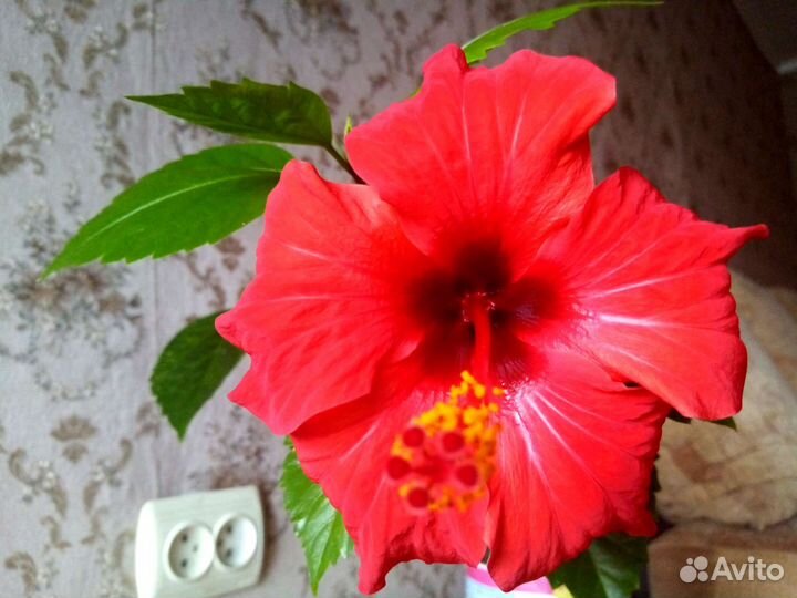 Гибискус - роза китайская