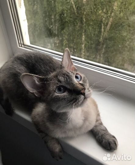 Кот Аркадий ищет дом