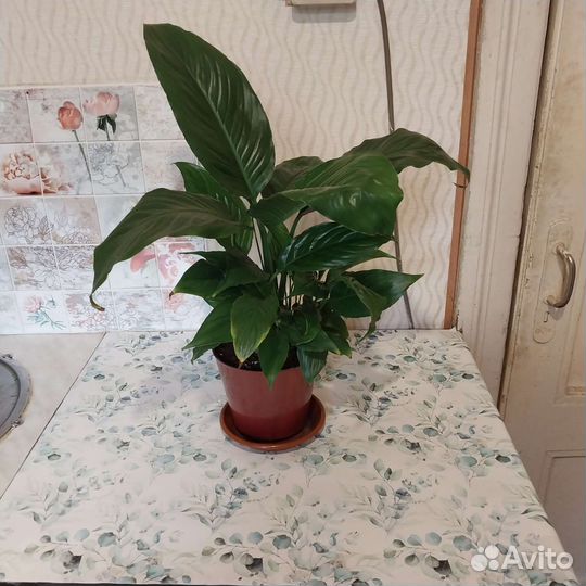 Спатифиллум