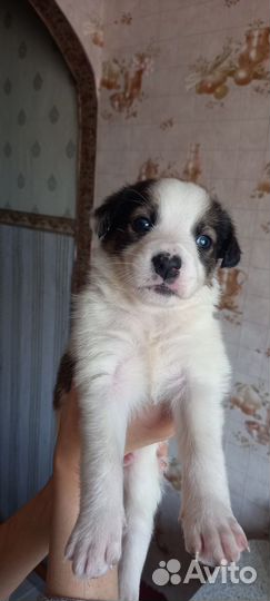 Щенки бесплатно