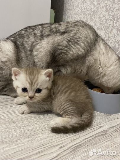 Шотландские котята