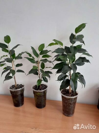 Фикус Бенджамина