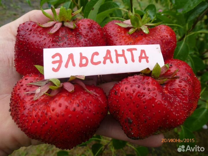 Саженцы клубники Эльсанта