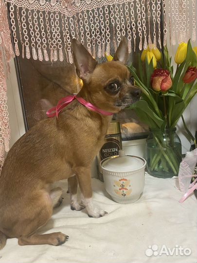 Вязка той терьер