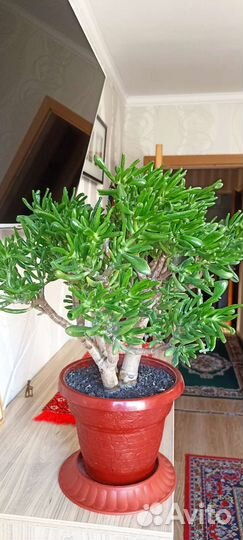 Толстянка хоббит