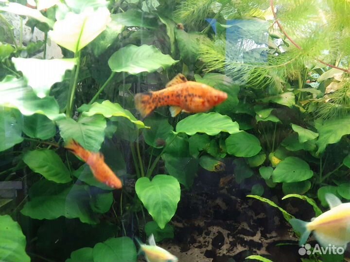 Аквариумные растения, рыбки