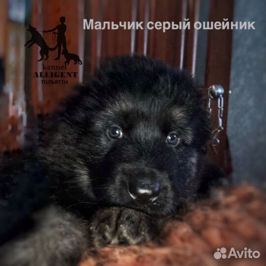 Немецкая овчарка длинношерстная
