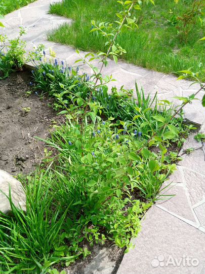 Саженцы жасмина, каштана