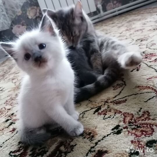 Котята в добрые руки
