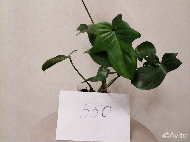 Филодендрон сортовой