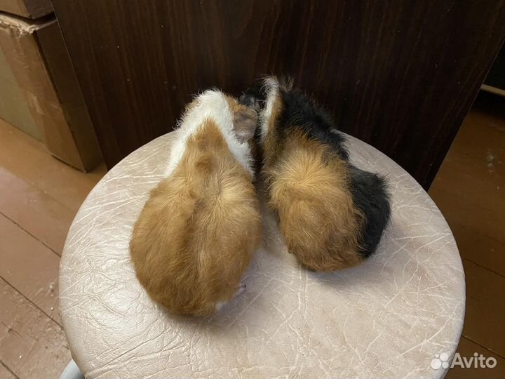 Морские свинки
