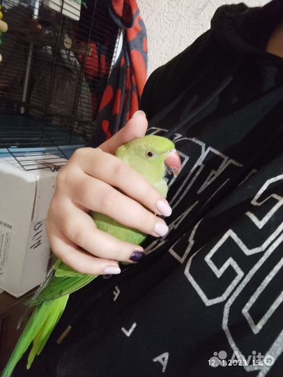 Ожереловый попугай самка