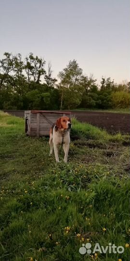 Русская пегая гончая